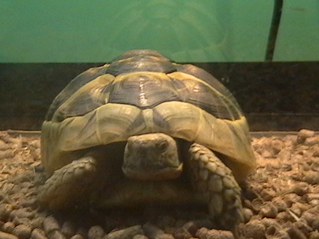 Greek tortoise