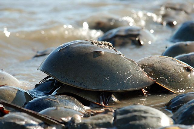 Read more about the article केकड़े के बारे में जानकारी crab in hindi