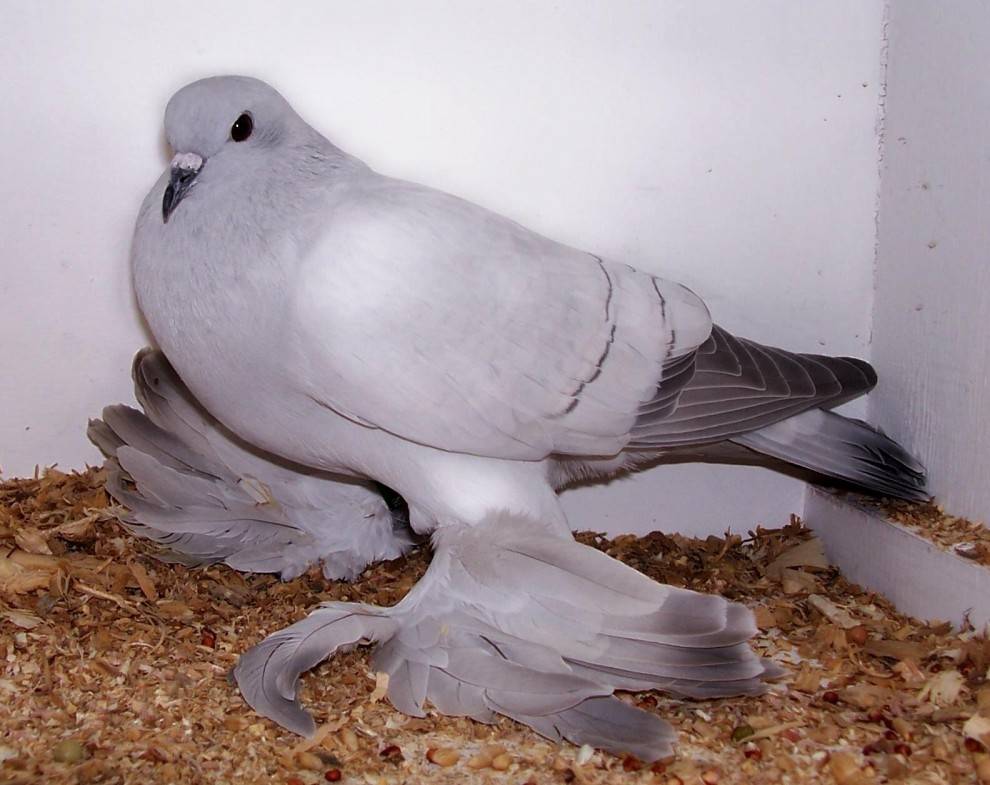 Ice Pigeon