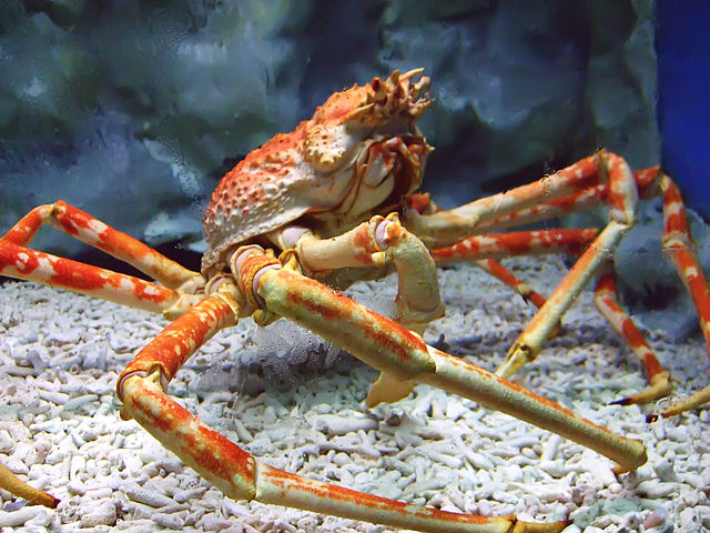 Japanese Spider Crab