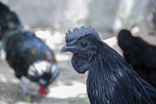 Kadaknath