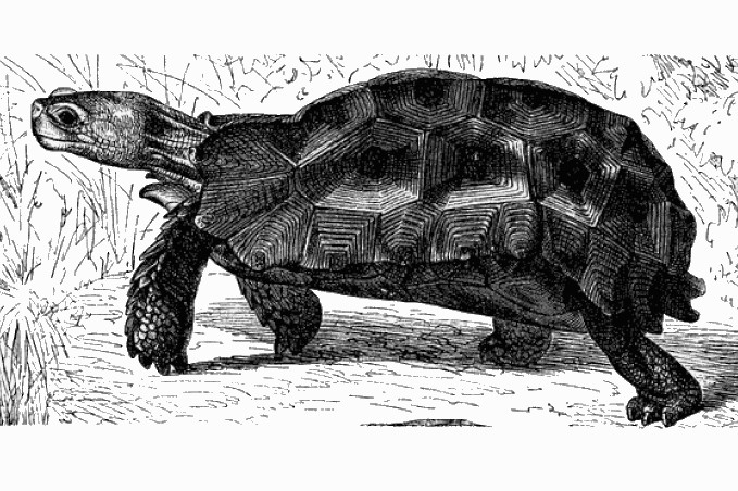 Forest hinge-back tortoise