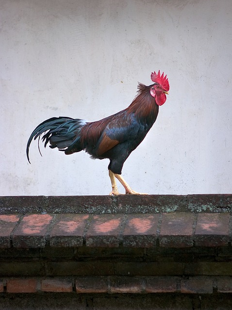 Langshan Rooster