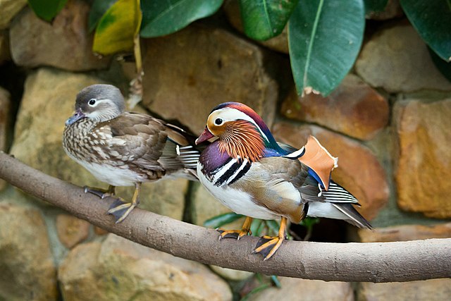 Mandarin duck