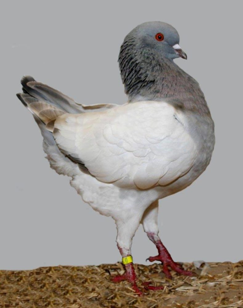 German Modena pigeon