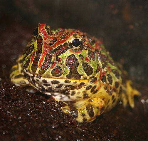 Argentine horned frog