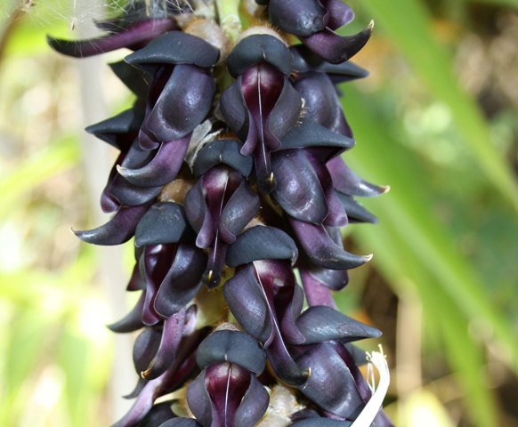 Mucuna Pruriens