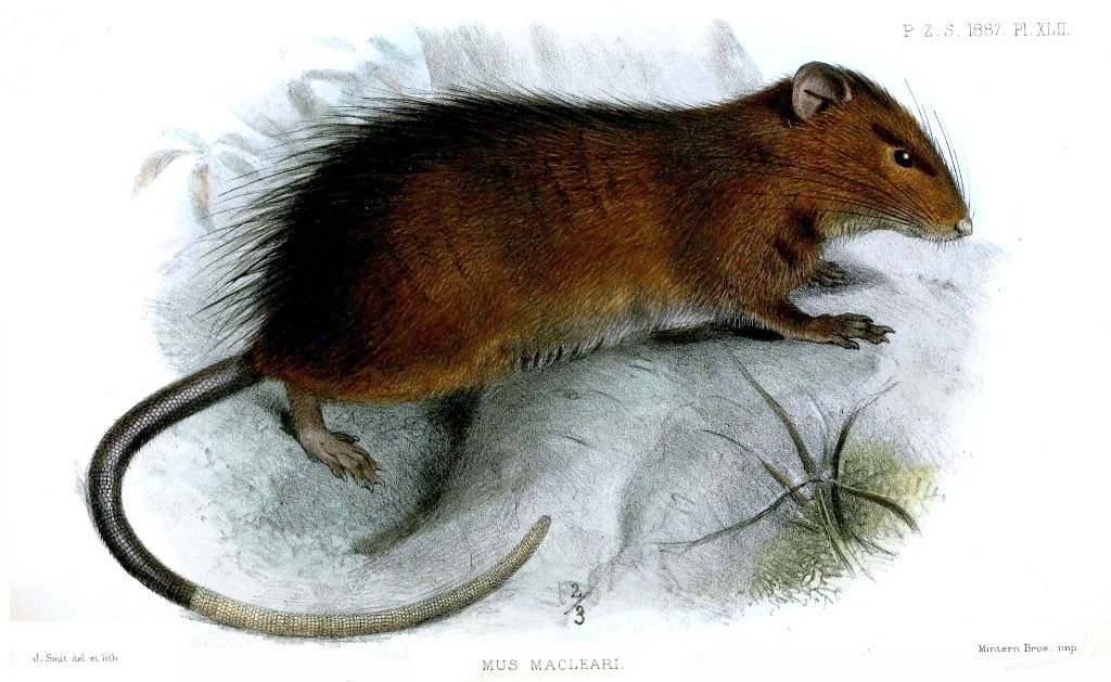 Arianus's rat