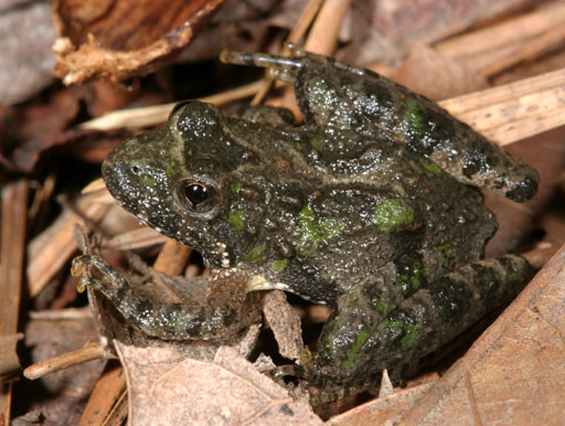 Northern cricket frog