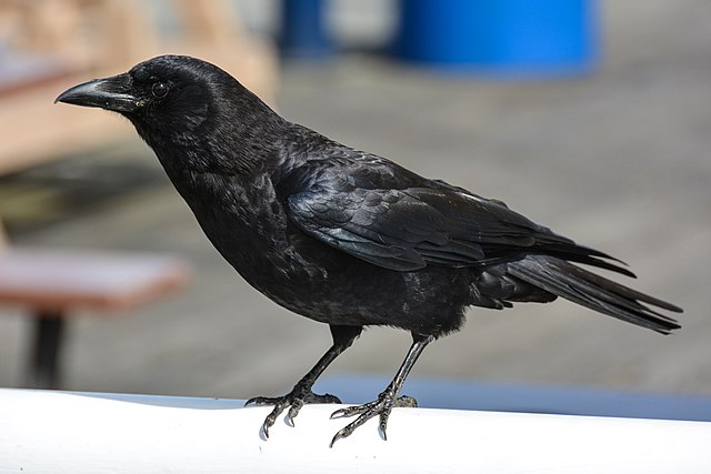 Northwestern crow information in hindi