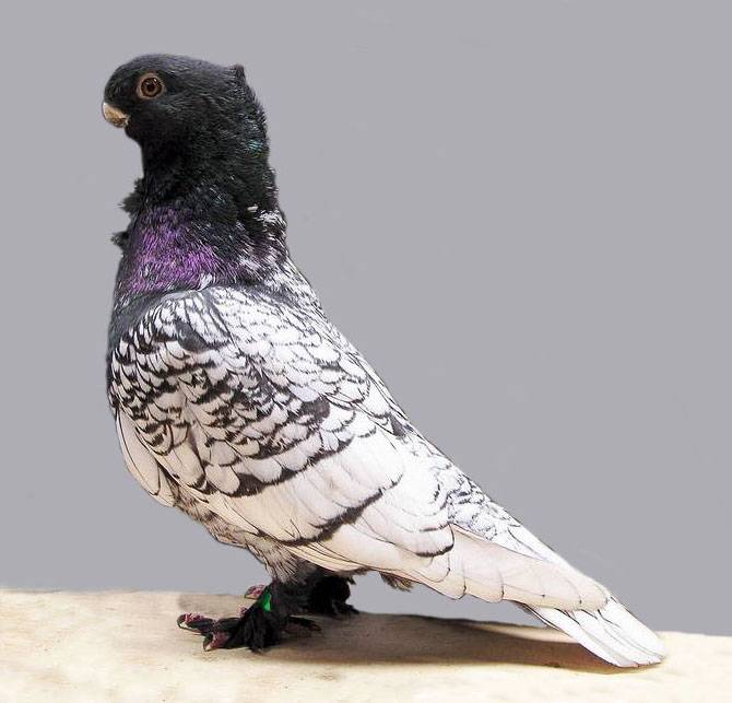 Oriental frill pigeon