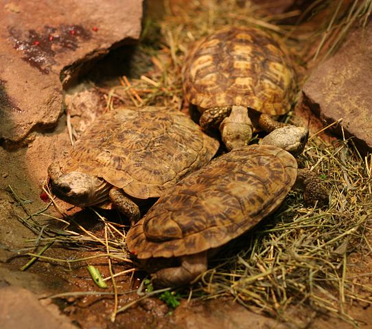 Pancake tortoise 