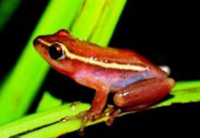 Pickersgill's reed frog