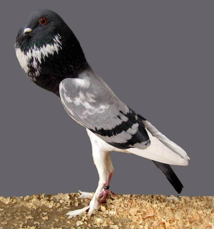 Pigmy pouter pigeon