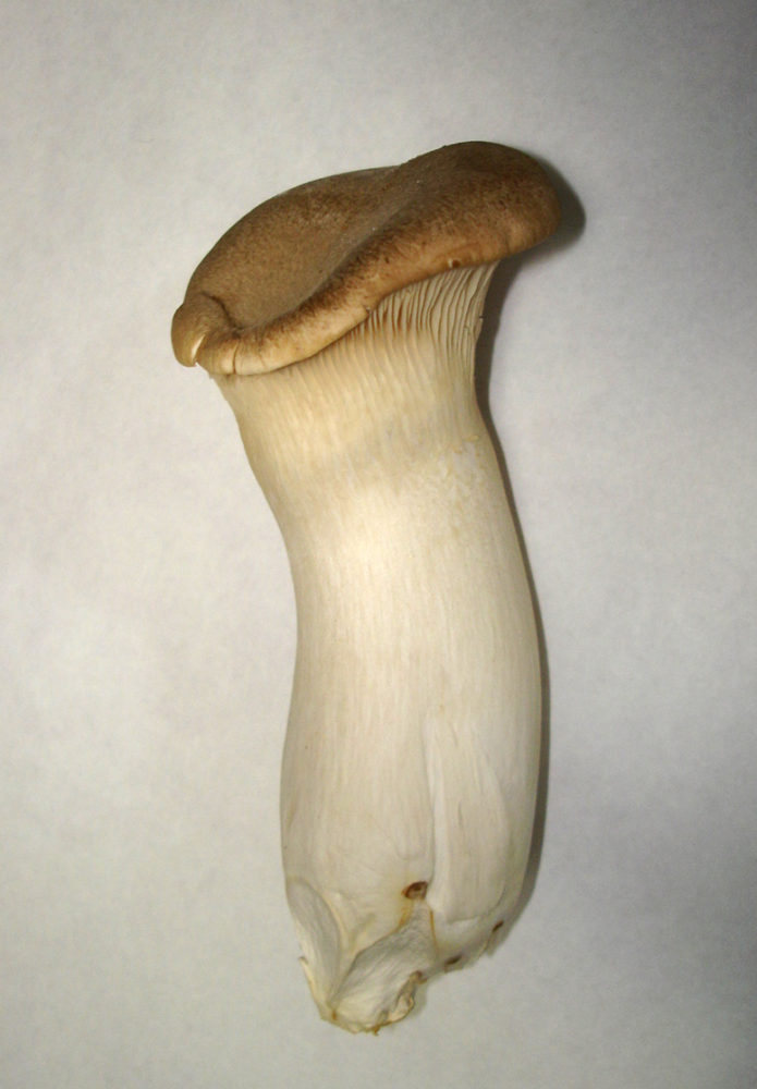 King Oyster Mushrooms