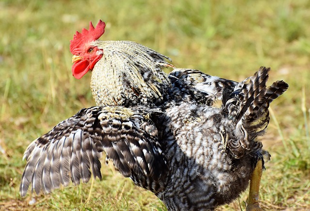 Plymouth Rock Rooster