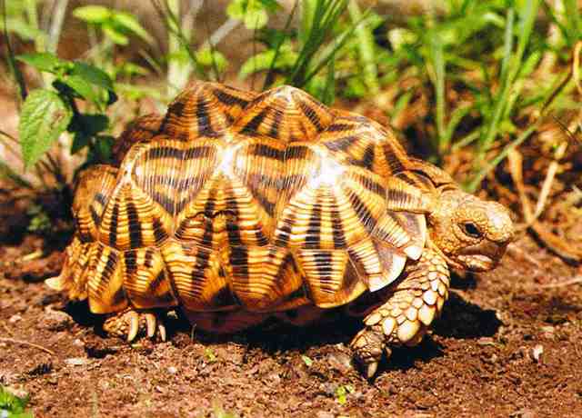 Serrated tortoise