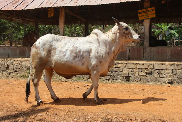 Rathi cow