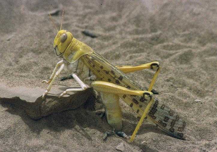 Desert Locust 
