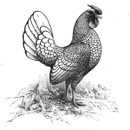 Sebright Roosters