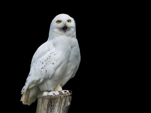 Read more about the article उल्लू कितने प्रकार के होते हैं type of owl in hindi