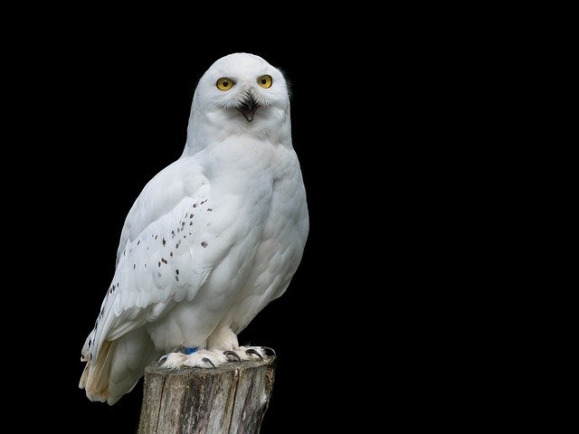 Snowy Owl