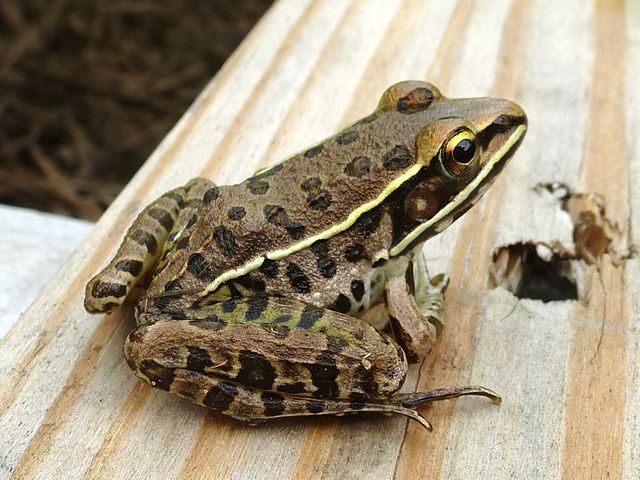 Southern leopard frog