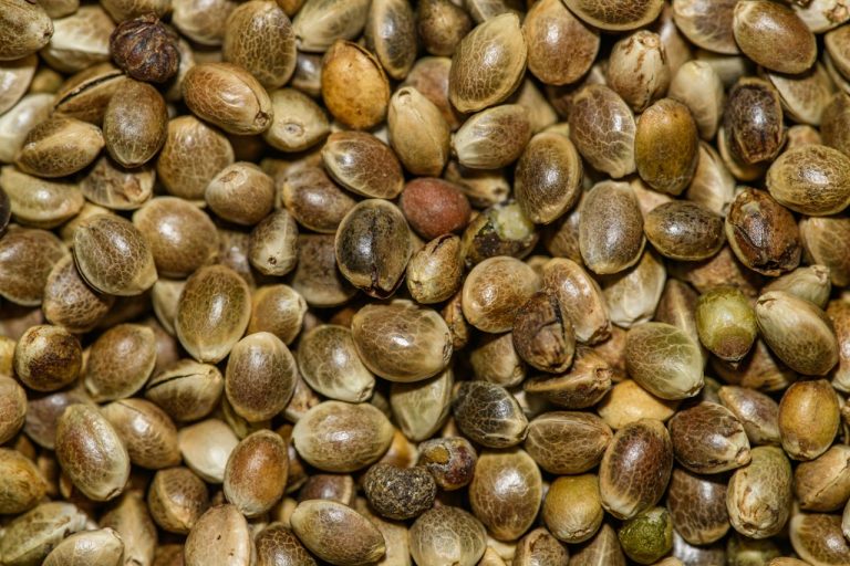 Sustainable & Ethical Practices in Feminized Seed Production Sustainable & Ethical Practices