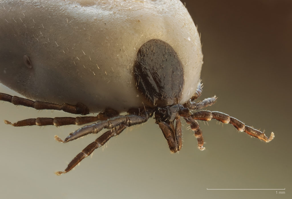 TICKS