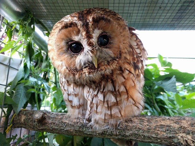 Tawny Fish Owl