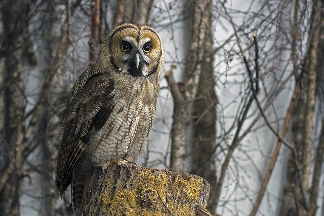 Tawny Owl