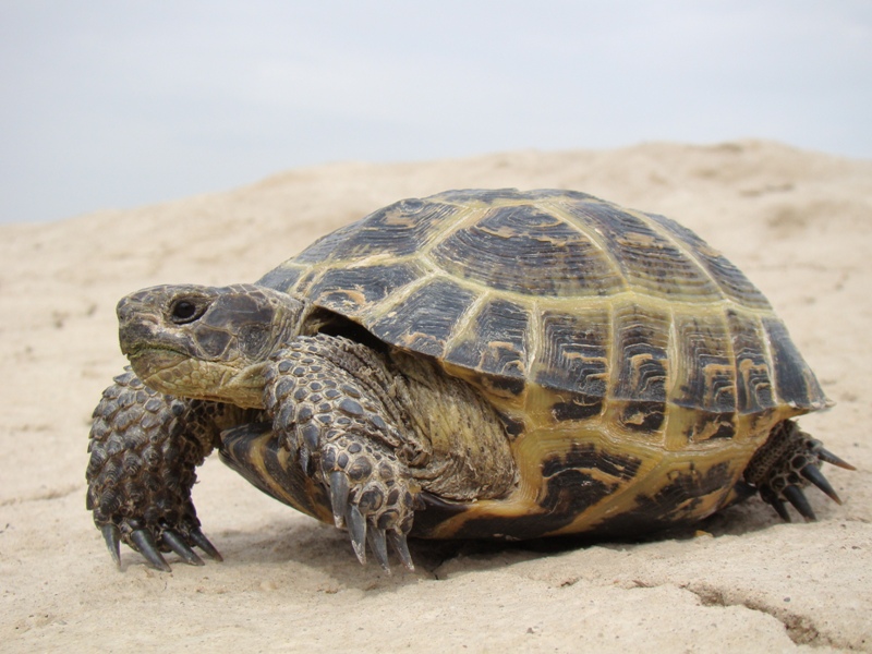 Desert tortoise