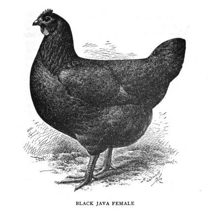 The Java Rooster