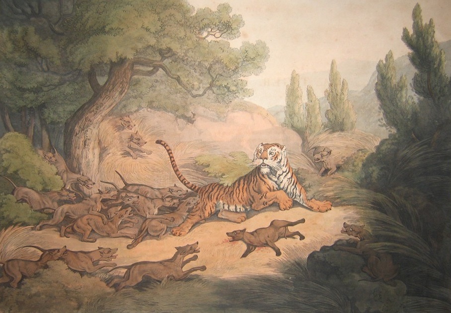 ‌‌‌ढोल और बाघ के बीच झगड़े 