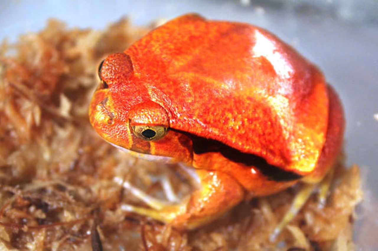 Read more about the article क्या आपको पता है मेंढक कितने प्रकार के होते हैं different type of frogs