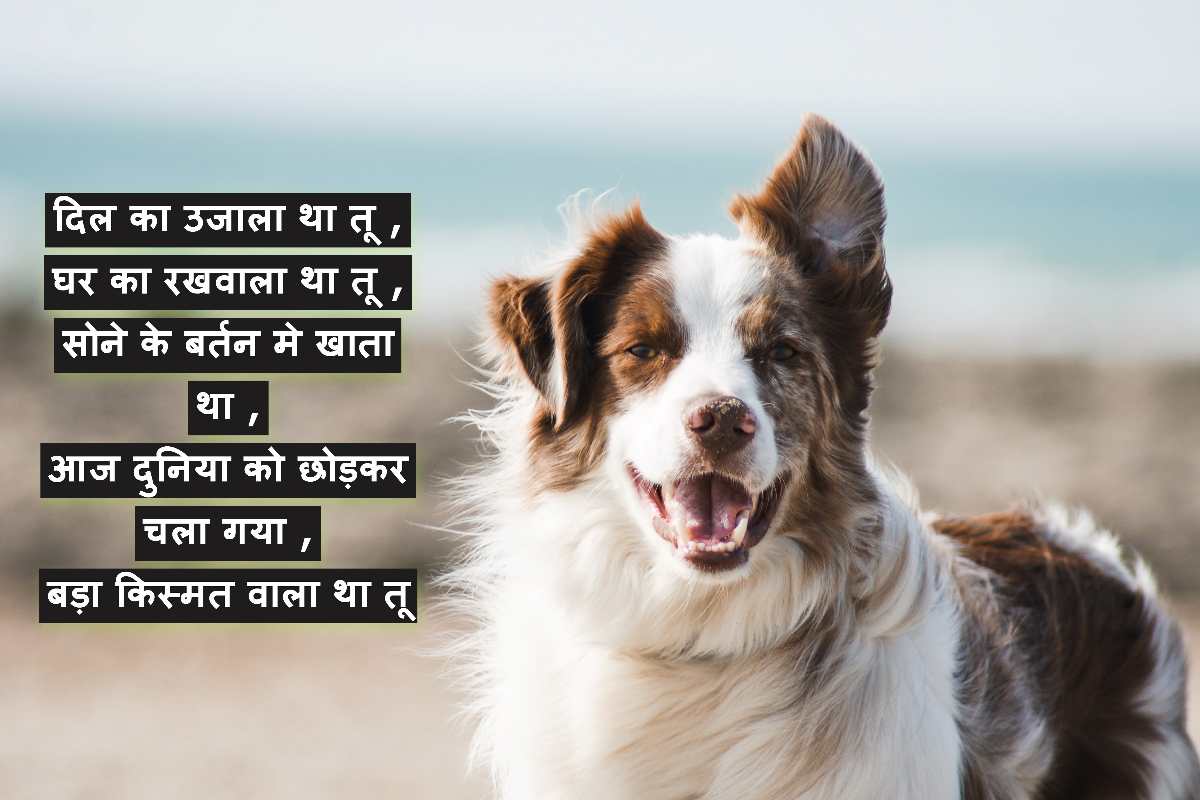 dog death shayari in hindi