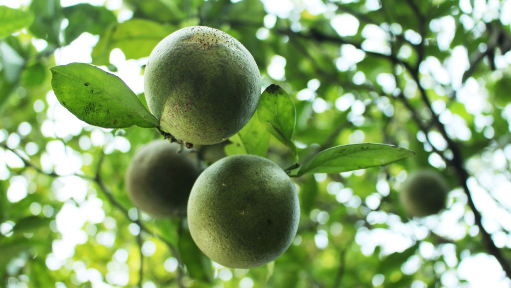 sapne mein nimbu ka ped dekhna kaisa hota hai 