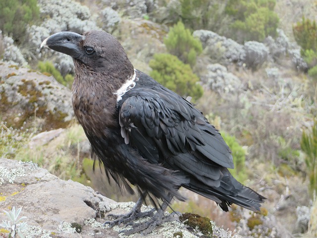 White-necked raven information in hindi