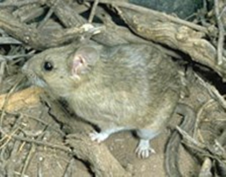 throated woodrat