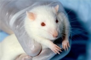 Read more about the article सफेद चूहे पालने के 6 फायदे ,और Laboratory rat क्या खाते हैं ?