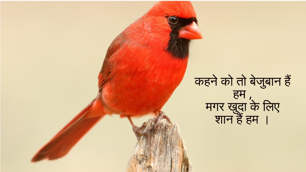  bezubaan janwar par shayari 