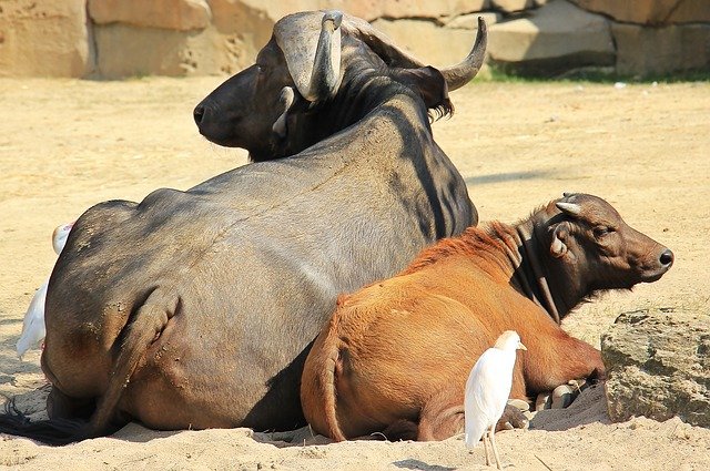 गाभिन भैंस के लक्षण