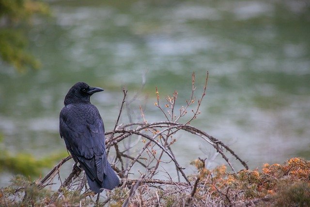 American crow