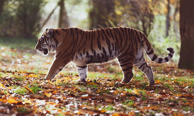 tiger information in hindi 