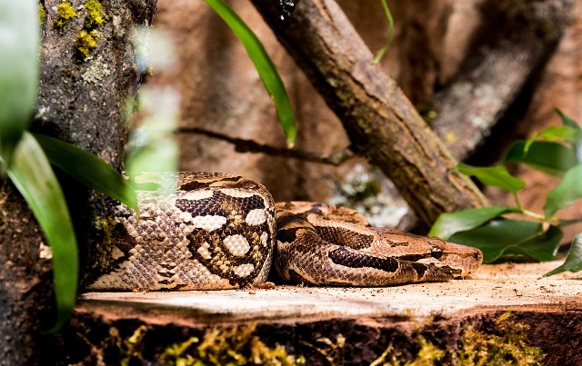 yellow anaconda के बारे में जानकारी 