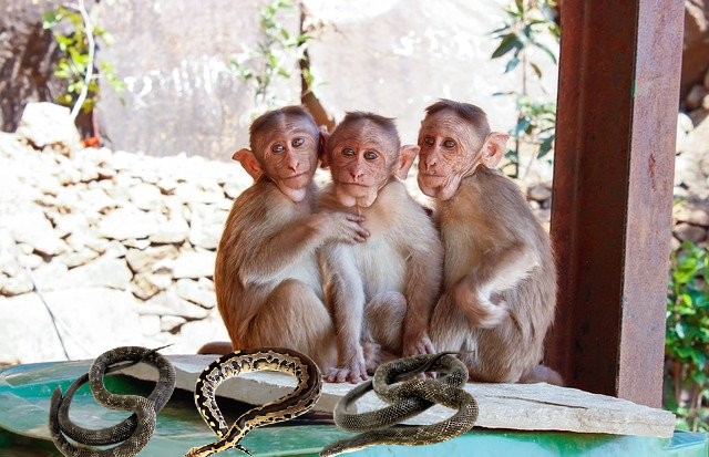 bandar ko bhagane ka tarika एक नकली सांप का प्रयोग करना