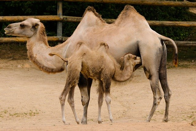 Read more about the article camel के बारे मे जानकारी  ऊँट  के प्रकार और इतिहास