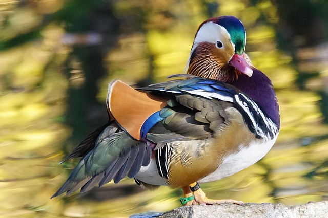 Read more about the article बतख के बारे मे जानकारी  information about duck