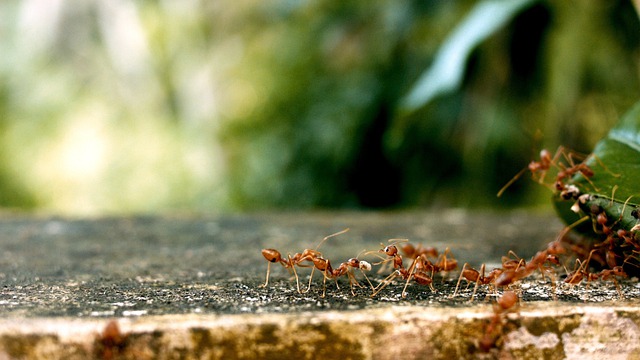लाल चींटी भगाने का तरीका