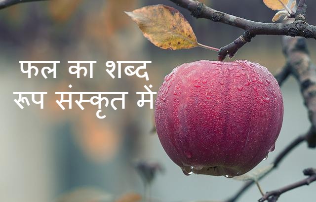 Read more about the article फल का शब्द रूप संस्कृत में fal ka shabd roop in sanskrit